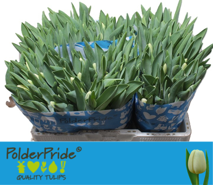توليب – Tulip Antarctica 40gr