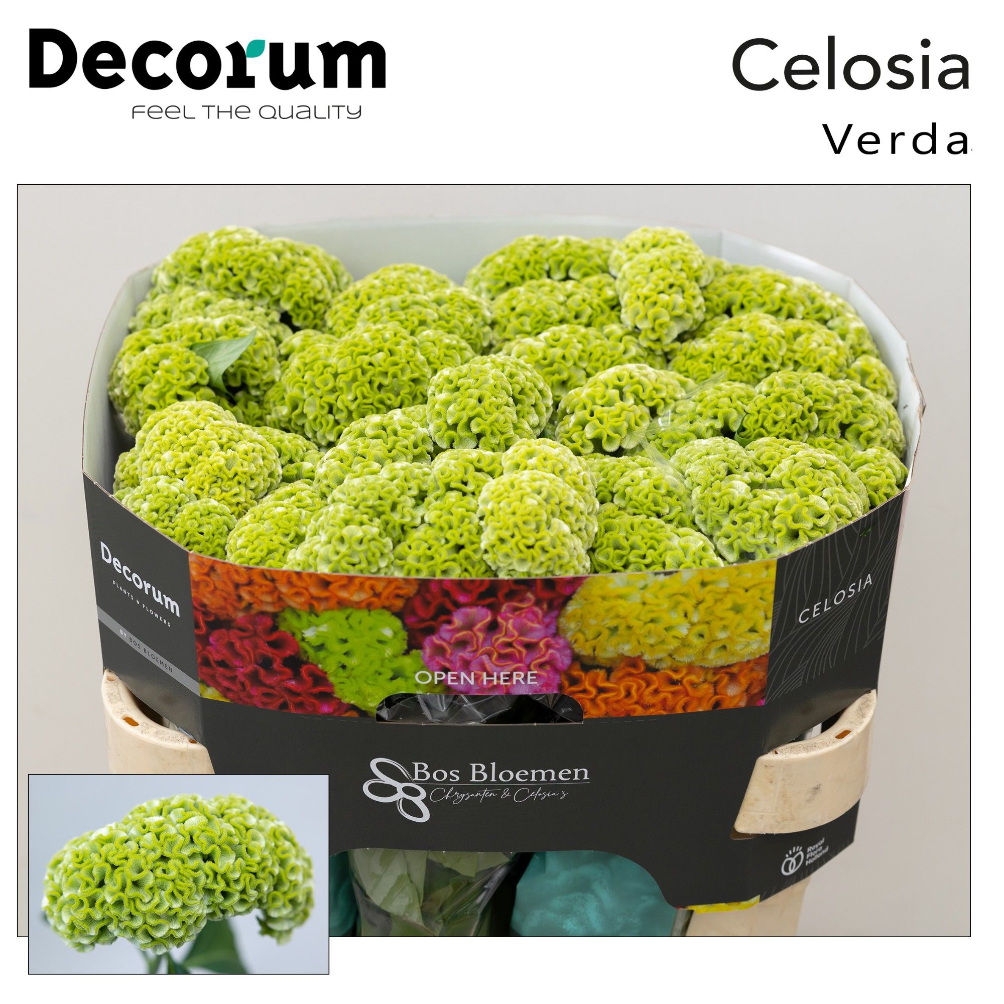 سيلوزيا – Celosia Argentea Act Verda