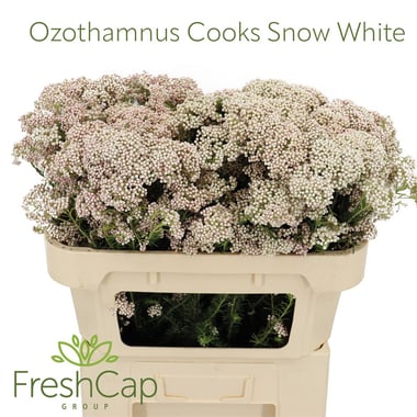 أوزوثامنوس أبيض – Ozothamnus Cooks Snow White