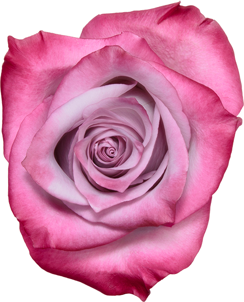 ورد جوري بنفسجي – Rose Deep Purple
