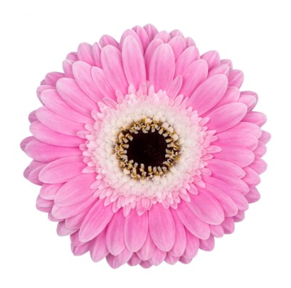 جربيرا ميني – Gerbera Mini Tahiti