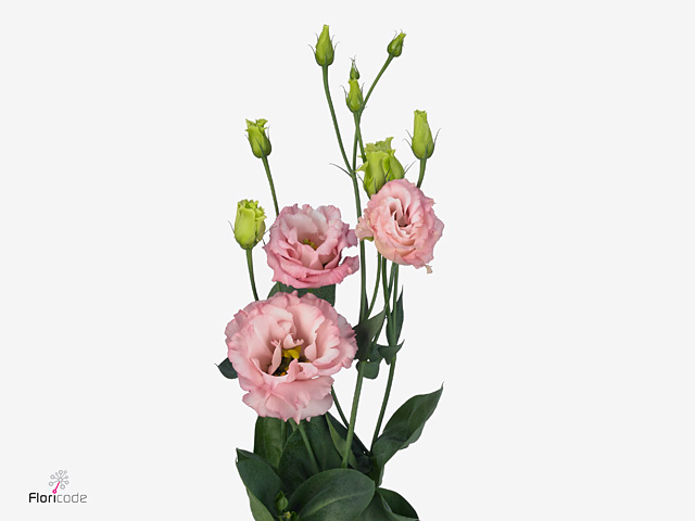 ليسيانثوس وردي – Eustoma Celeb Pink