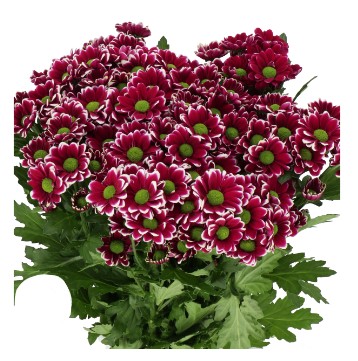 كريز سانتيني – Chrysanthemum Santini Doppia