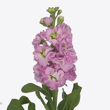 ماثيولا وردي – Matthiola Iron Pink
