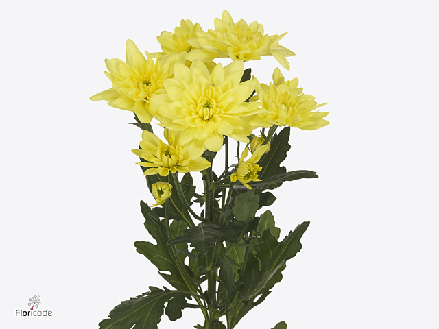 كريز سبراي أصفر – Chrysanthemum Spray Pina Colada Yellow