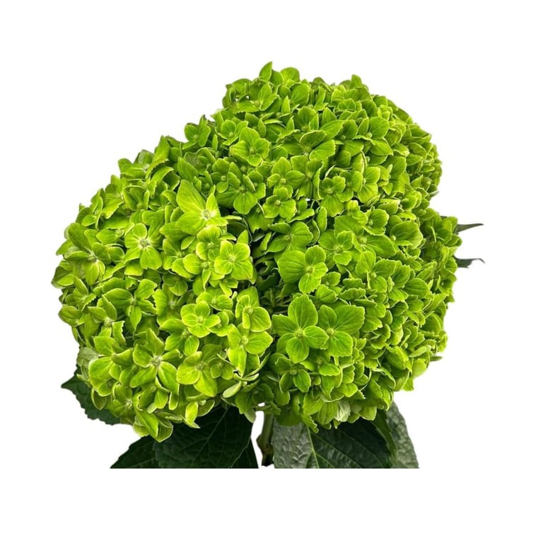 هدرنجا أخضر – Hydrangea Green Emerald