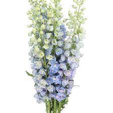 دلفينيوم ليلكي – Delphinium Guardian Lavender