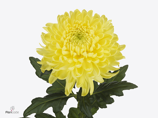كريز مفرد أصفر – Chrysanthemum Single Magnum Yellow