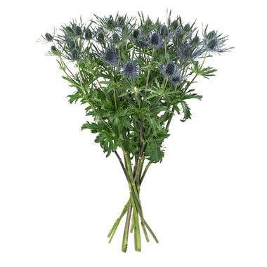 إيرينجيوم أزرق – Eryngium Blue Laggon