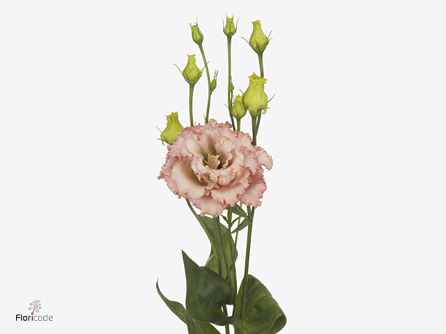 ليسيانثوس مشمشي – Eustoma Alissa Apricot