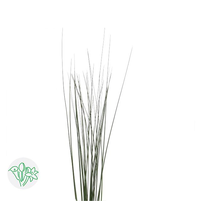 عشب ستيل جراس – Xanthorrhoea Steelgrass