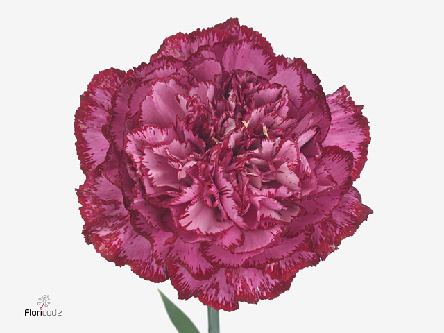 قرنفل بنفسجي – Carnation Bacarat Purple