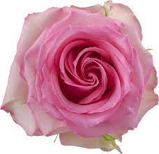 ورد جوري – Rose Sweet Unique