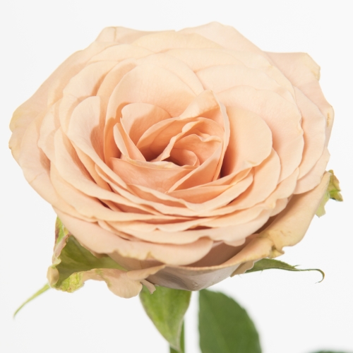 ورد جوري – Rose Cappuccino