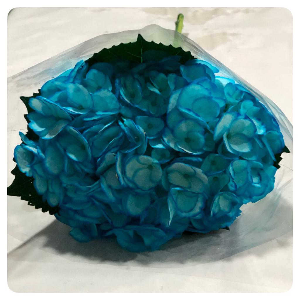 هدرنجا أزرق – Hydrangea Tinted Blue