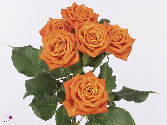 بيبي روز – Spray Rose Babe