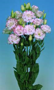 ليسيانثوس لونين – Eustoma Mariachi Bi-colour