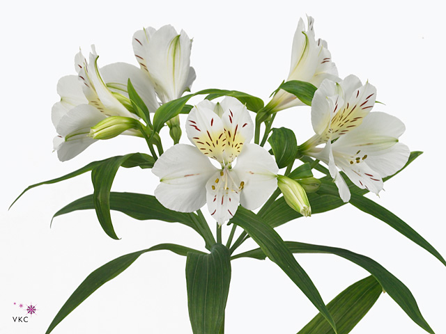 ألستروميريا – Alstroemeria Villa Massa