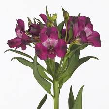 ألستروميريا – Alstroemeria Morado