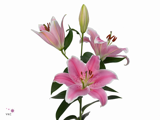 ليليوم أورينتال – Lily Or Sorbonne