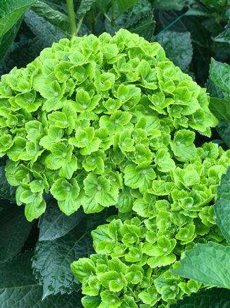 هدرنجا أخضر – Hydrangea Dark Green