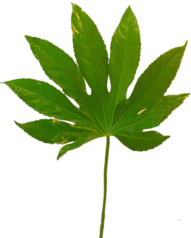 أراليا – Aralia