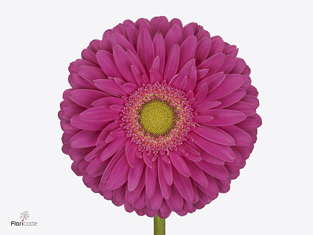 جربيرا – Gerbera Kensi