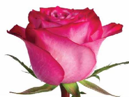 ورد جوري بنفسجي – Rose Deep Purple