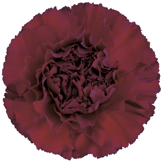 قرنفل – Carnation Zurigo