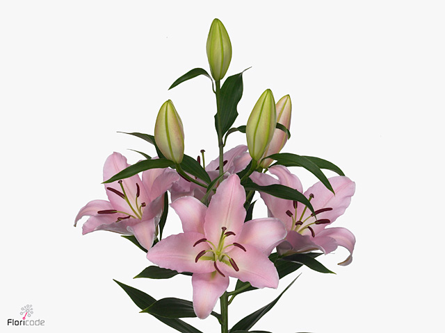 ليليوم أورينتال – Lily Or Rubiano