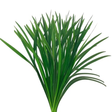 عشب صيني أخضر – China Grass Green (bunch)