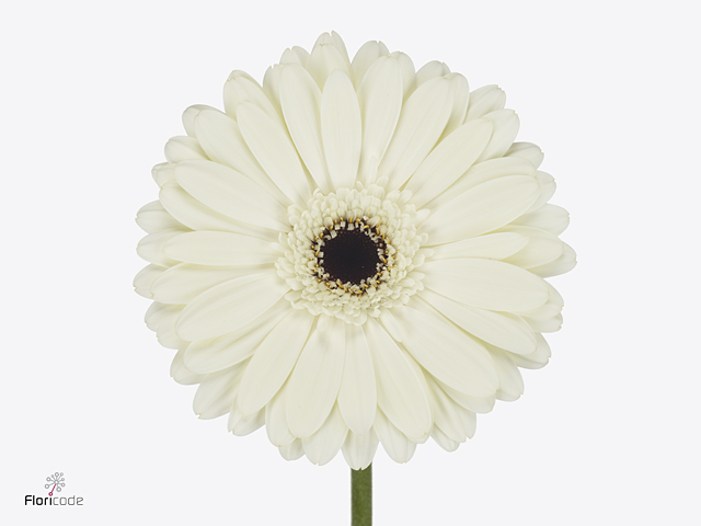 جربيرا – Gerbera Snow King