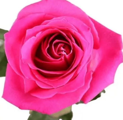 ورد جوري وردي – Rose Pink Explorer