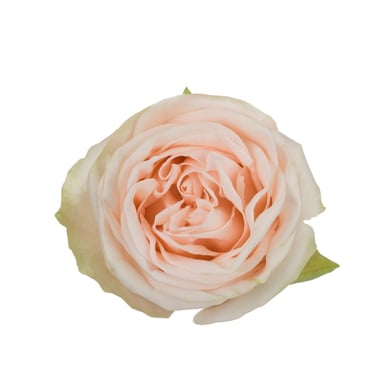 جوري حدائق – Rose Garden Premium Wedding Rose