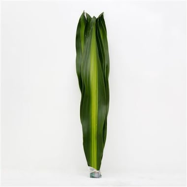 دراسينا – Dracaena Massangeana Large ( Bunch)