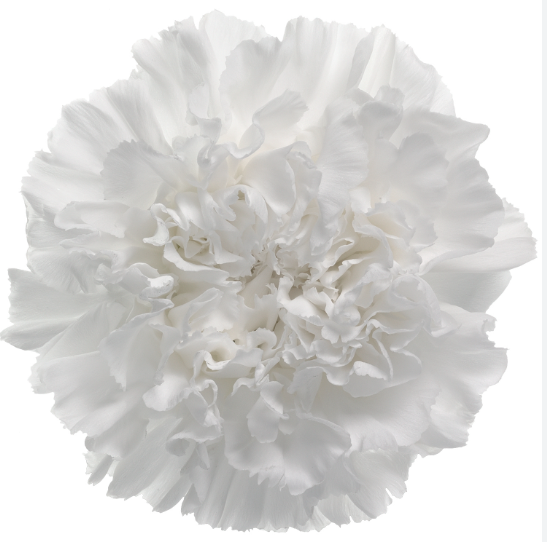 قرنفل – Carnation Sel Ice