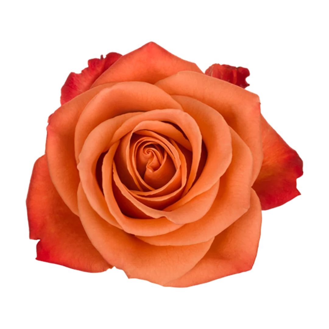 ورد جوري برتقالي – Rose Orange Crush