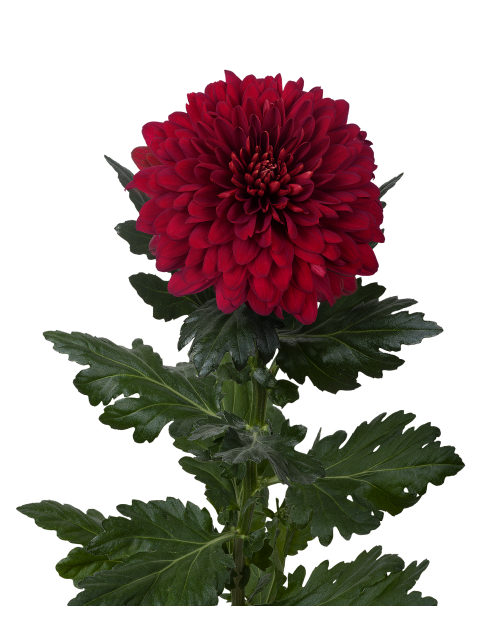 كريز مفرد – Chrysanthemum Single Rabelo