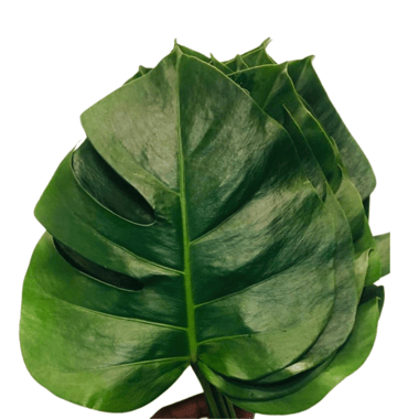 مونستيرا – Monstera Deliciosa (bunch)