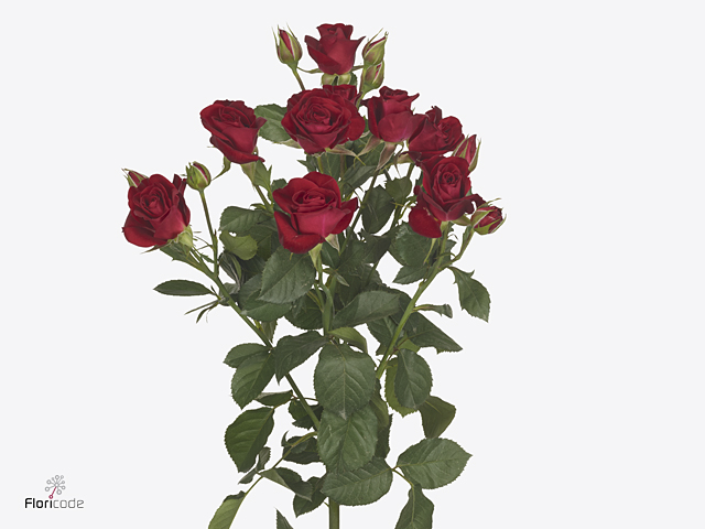 بيبي روز – Spray Rose Dominica