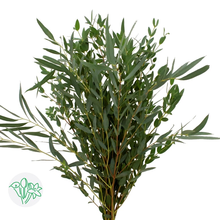 أوكالبتوس – Eucalyptus Parvifolia 50cm