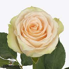 ورد جوري – Rose Hermosa