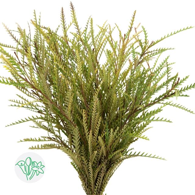 جريفيليا – Grevillea Ivanhoe