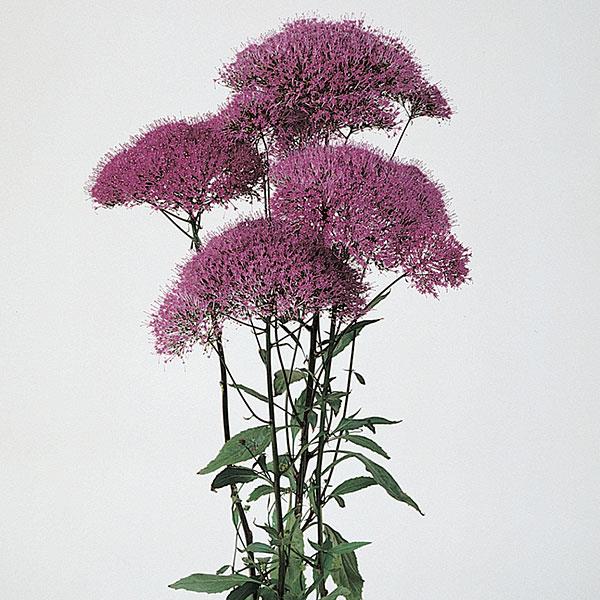 تراكيليوم بنفسجي – Trachelium Purple